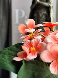 Saintpaulia i potte - flere farver