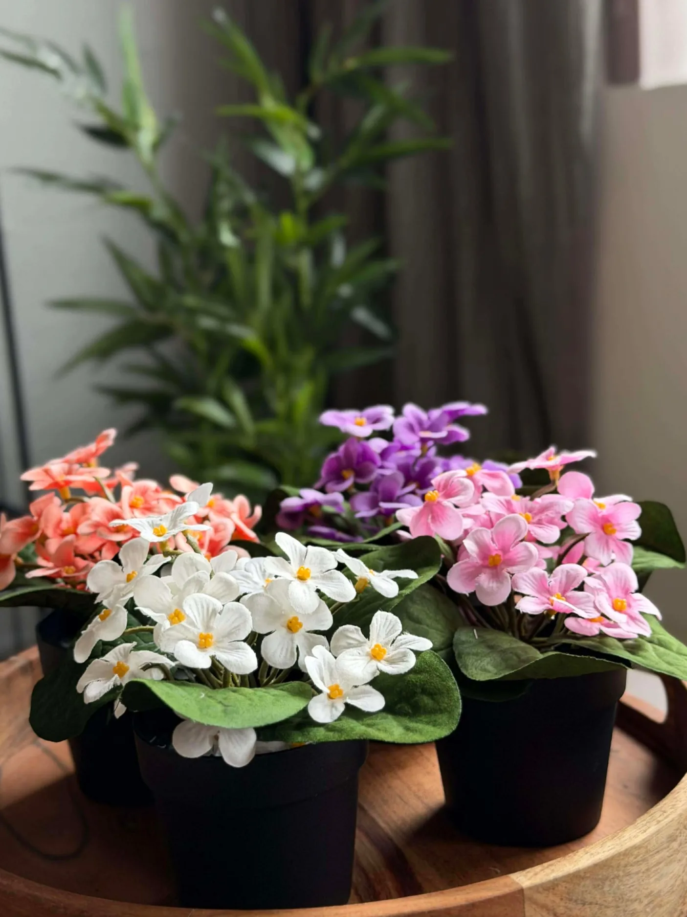 Saintpaulia i potte - flere farver