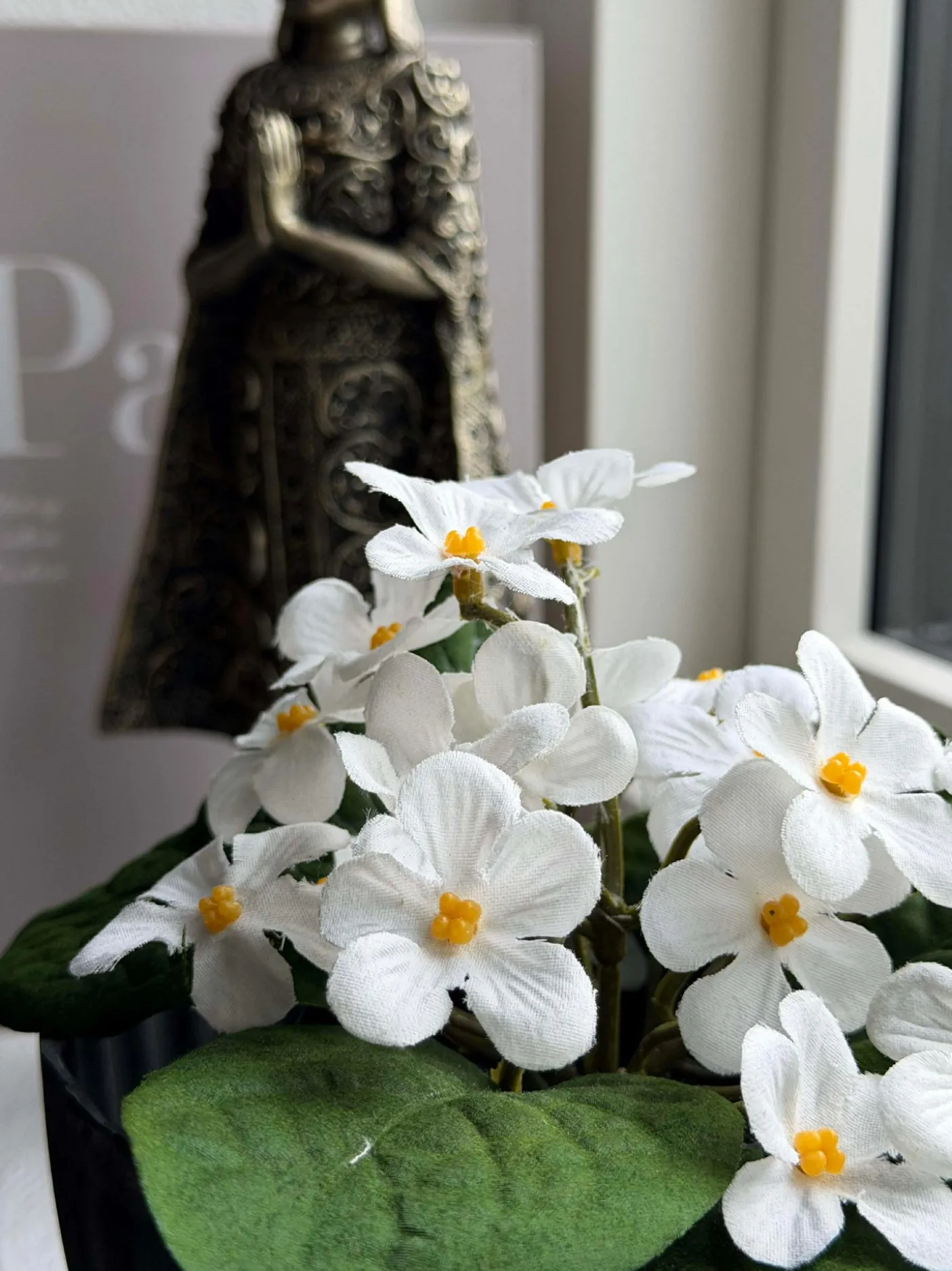 Saintpaulia i potte - flere farver