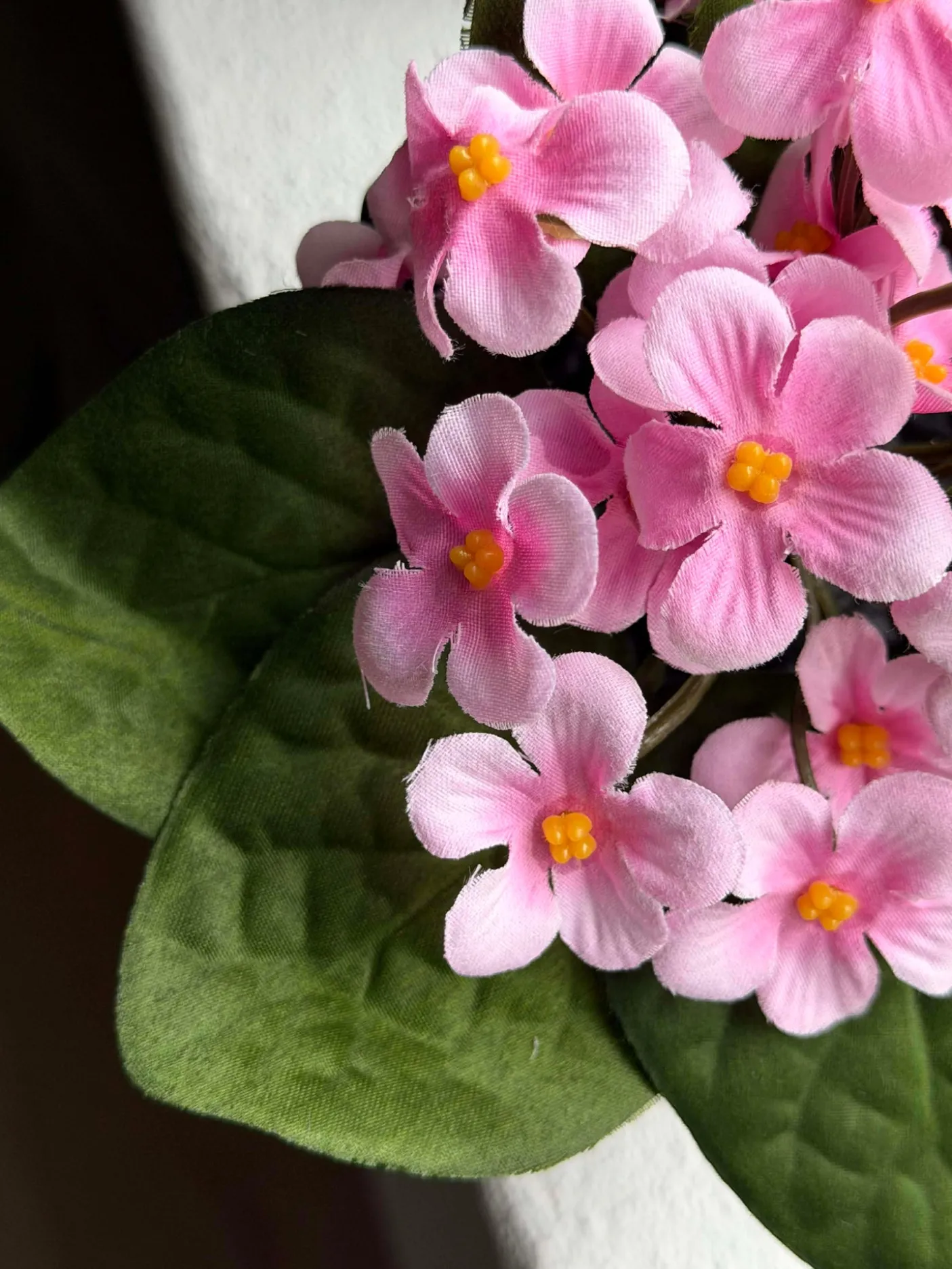 Saintpaulia i potte - flere farver