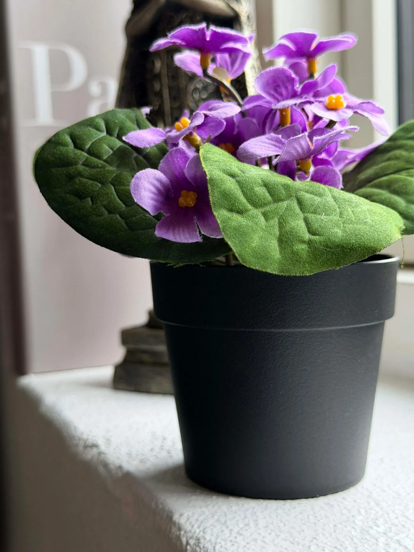 Saintpaulia i potte - flere farver