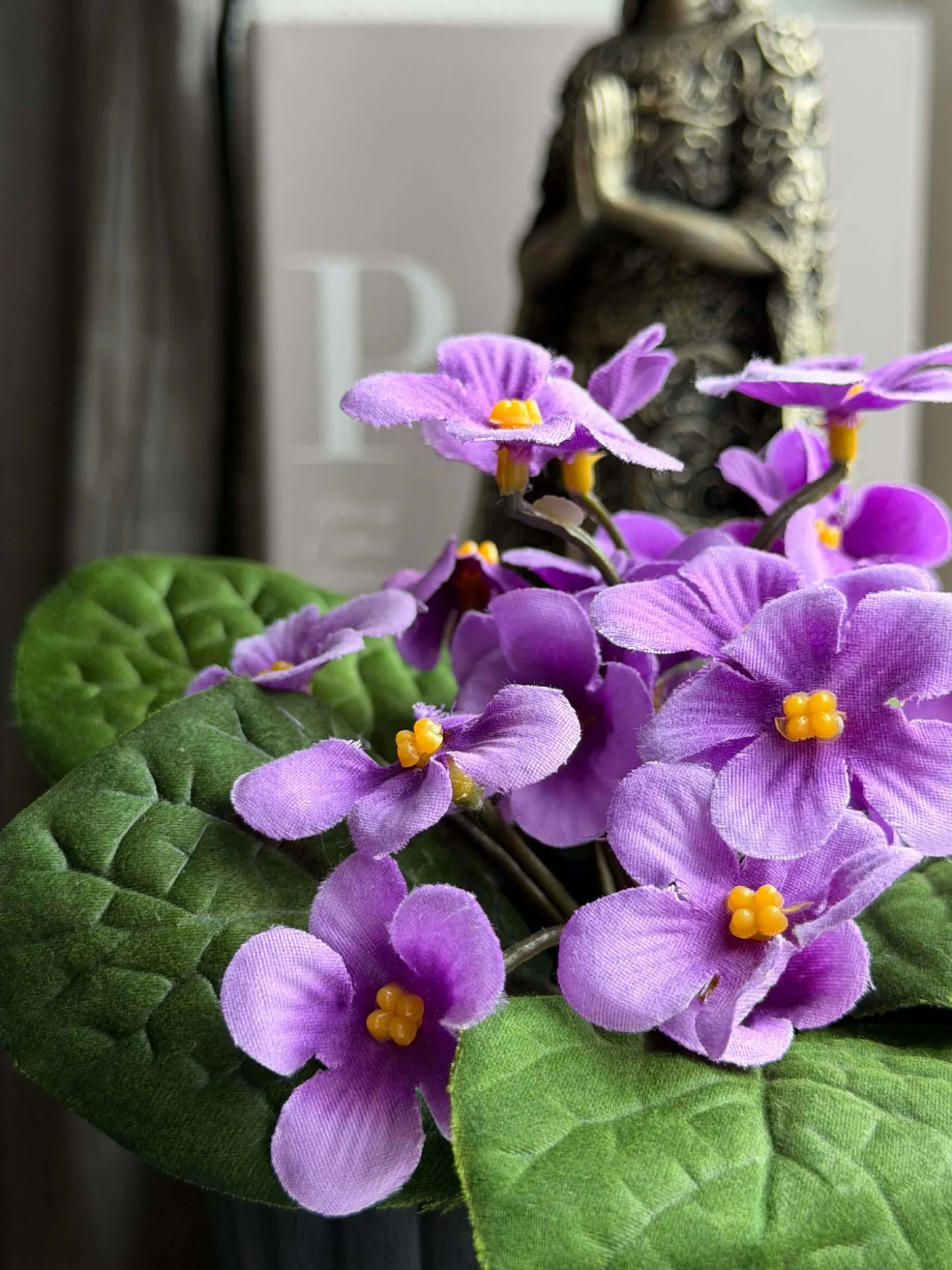 Saintpaulia i potte - flere farver