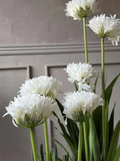 Skærmlilje 120cm - flere farver