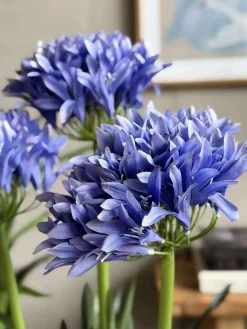 Skærmlilje 120cm - flere farver