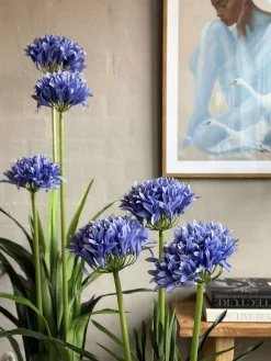 Skærmlilje 120cm - flere farver