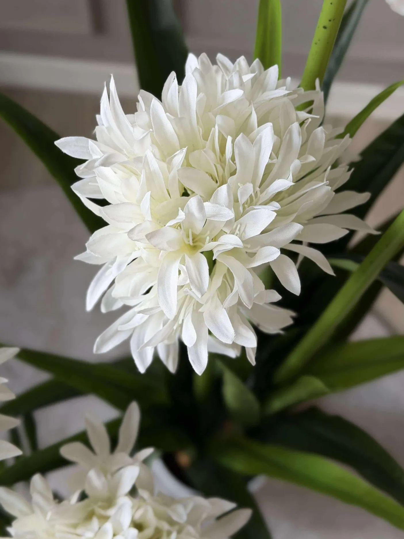 Skærmlilje 120cm - flere farver