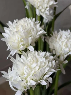 Skærmlilje 120cm - flere farver