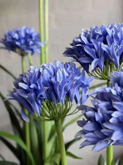 Skærmlilje 80cm - flere farver