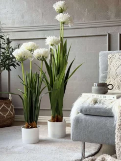 Skærmlilje 80cm - flere farver