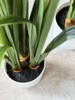 Skærmlilje 80cm - flere farver