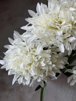 Skærmlilje 80cm - flere farver