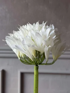 Skærmlilje 80cm - flere farver