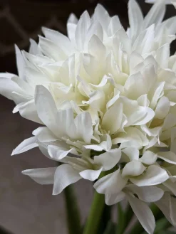 Skærmlilje 80cm - flere farver