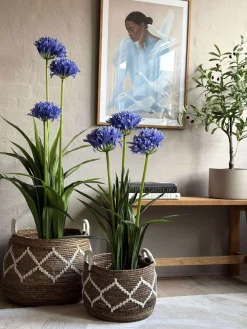 Skærmlilje 80cm - flere farver