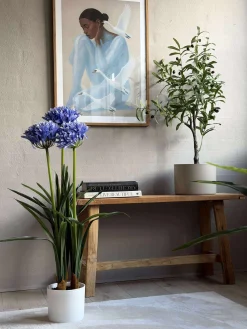 Skærmlilje 80cm - flere farver