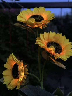Solsikke med solceller