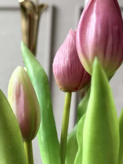 Tulipan i potte - Mørk Rosa