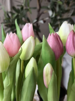 Tulipan i potte - Mørk Rosa